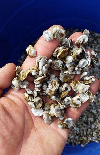 Tiny oyster shells