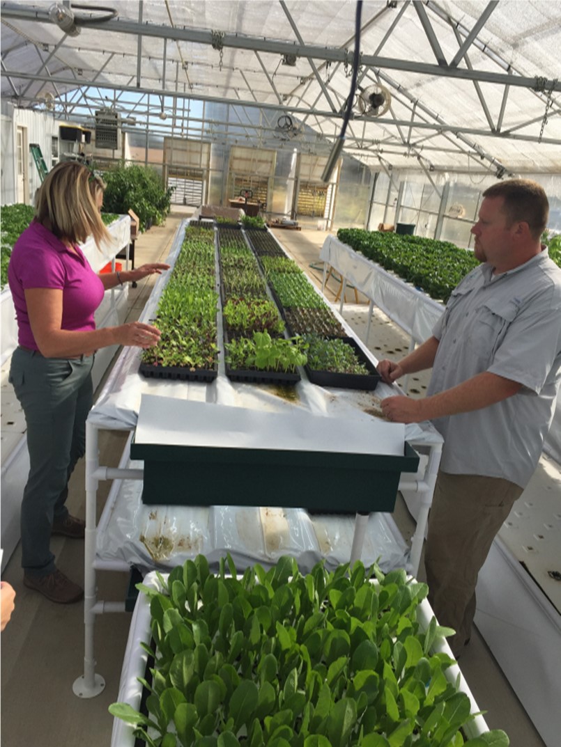 Falcome and Dowling prepping for their first harvest in the greenhouse.