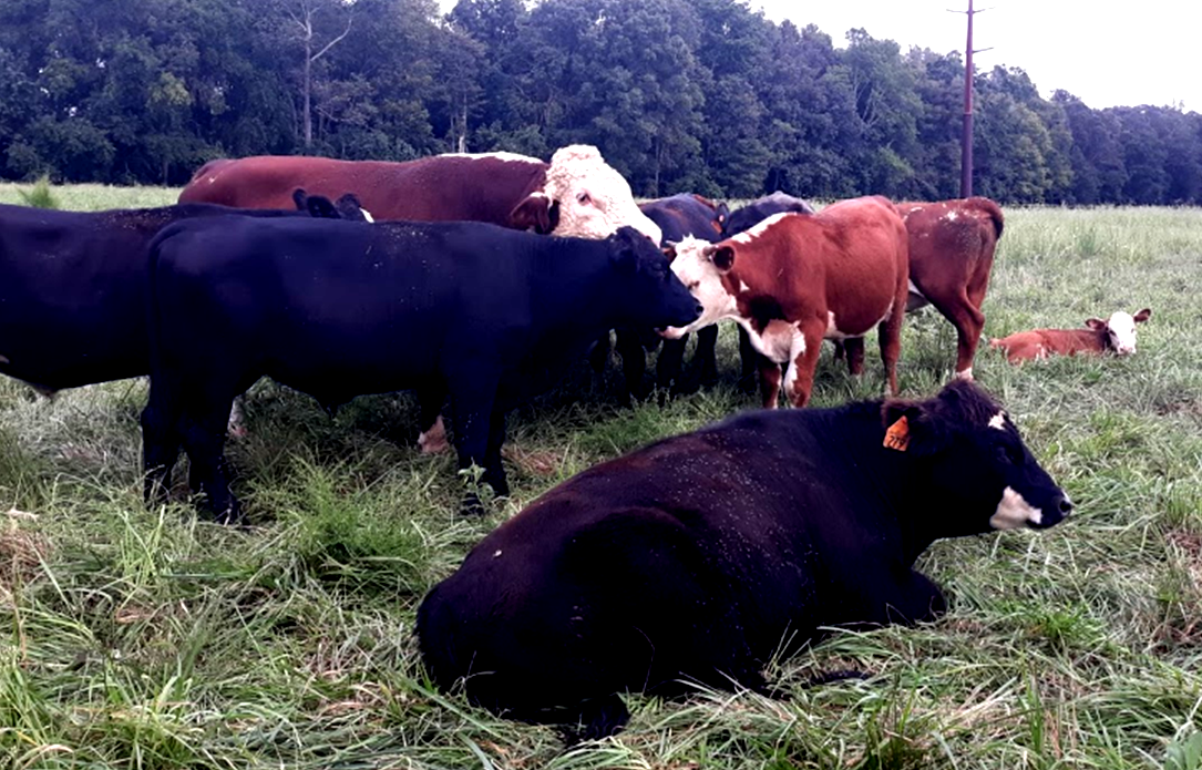 Cattle at Marsh Creek Farm.