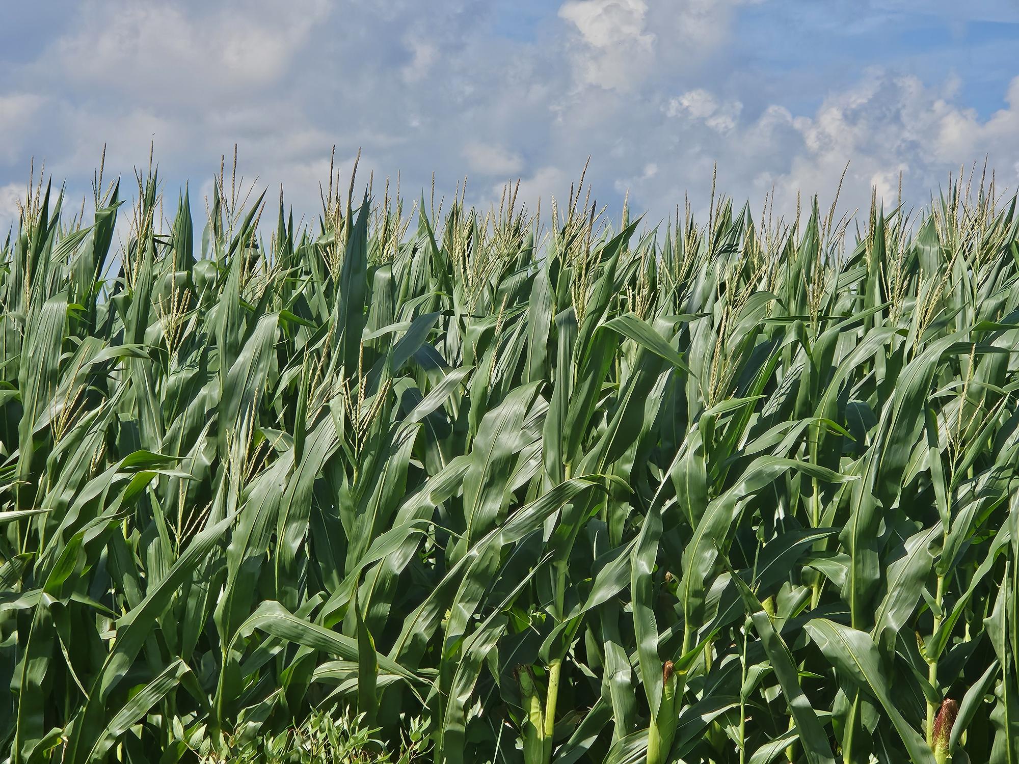 Rows of corn growing in a Maryland field