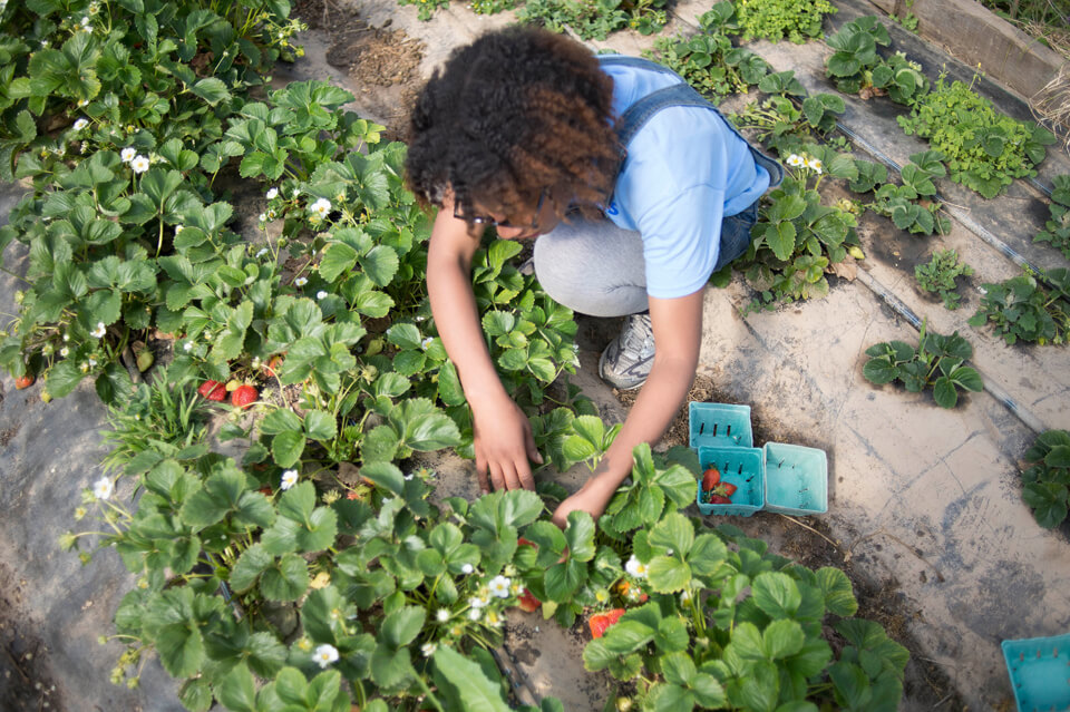 urban_farming_extra_pic_7 baltimore magazine