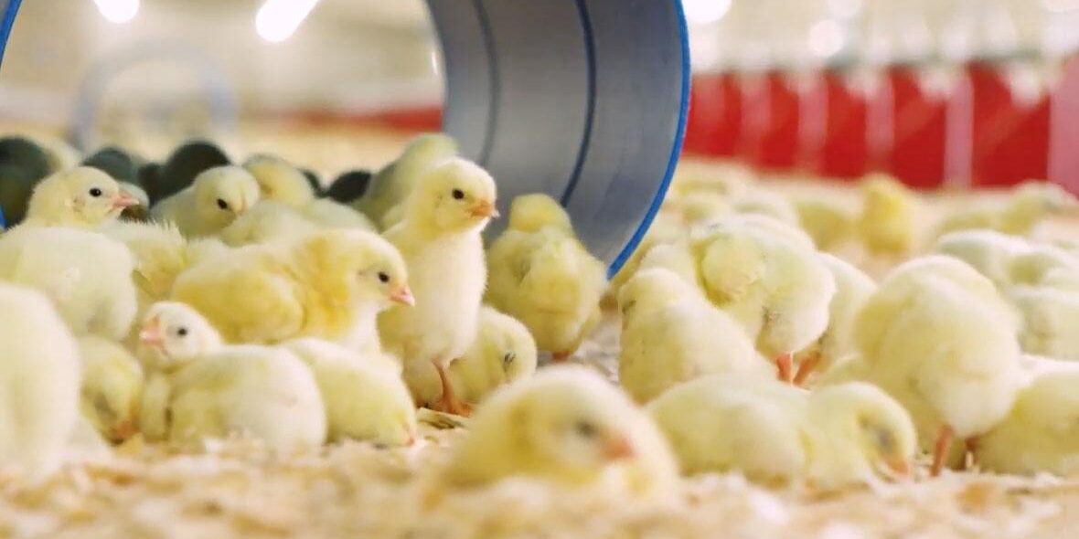 Chicks gathered inside a poultry house