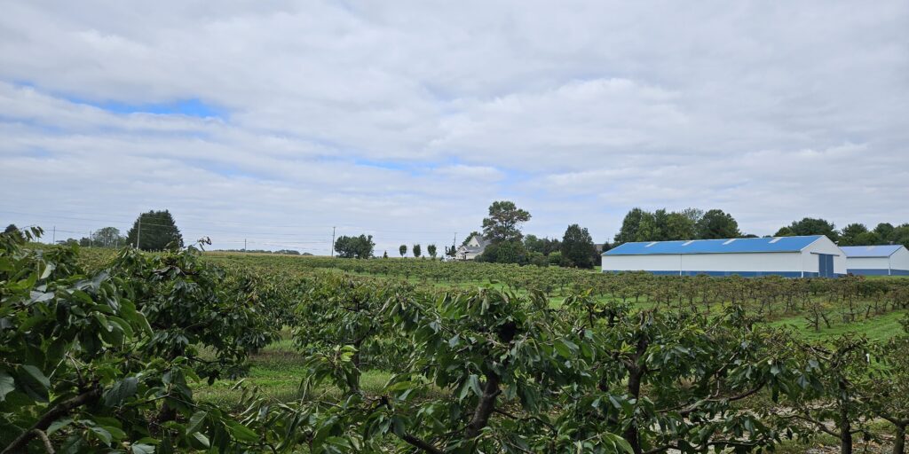 Grain crops growing in an agricultural research field