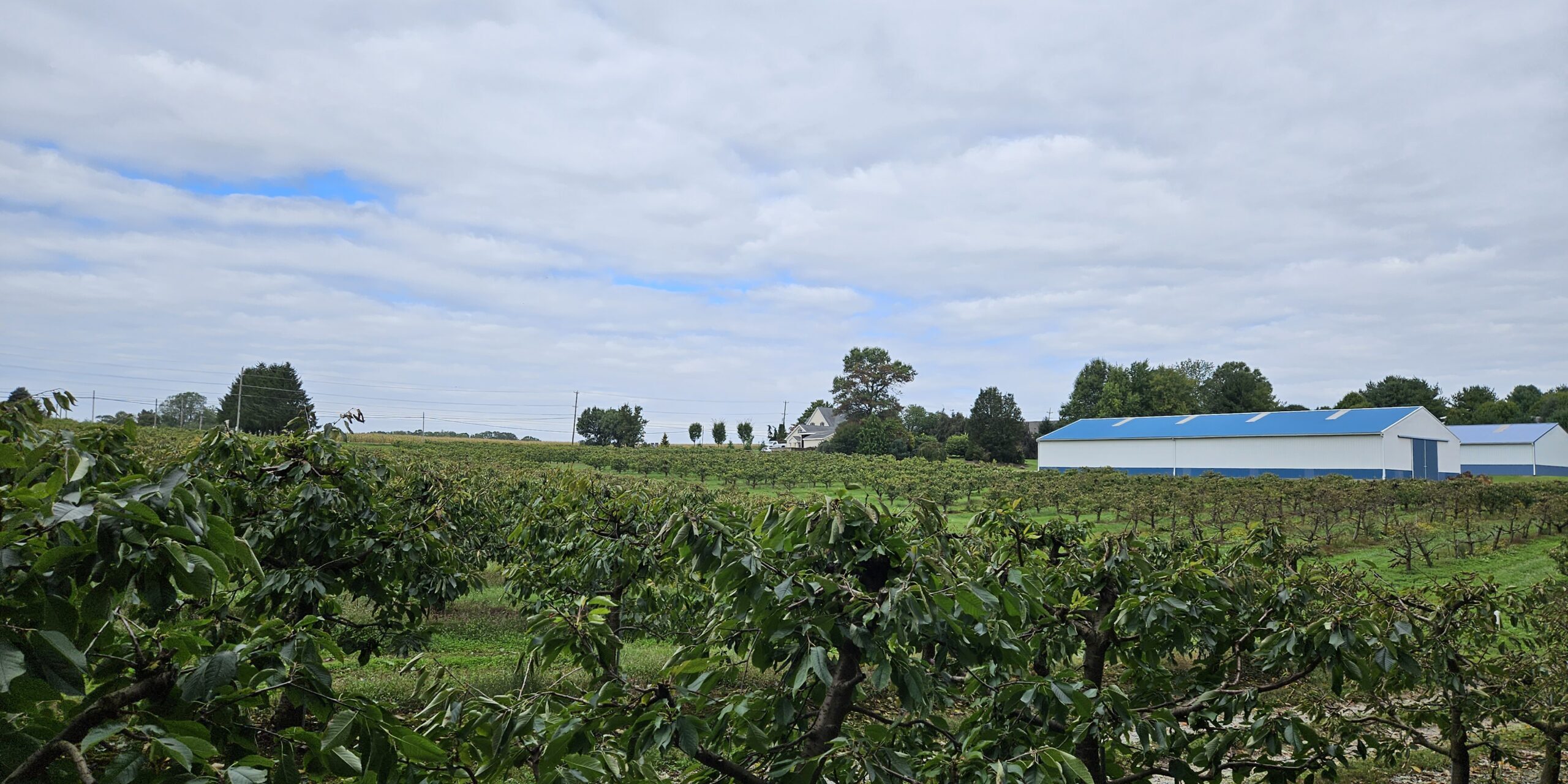 Crop field beside farm buildings under a cloudy sky