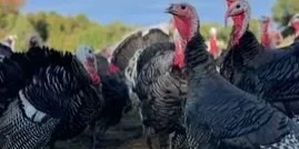 rawlings+turkey+farm