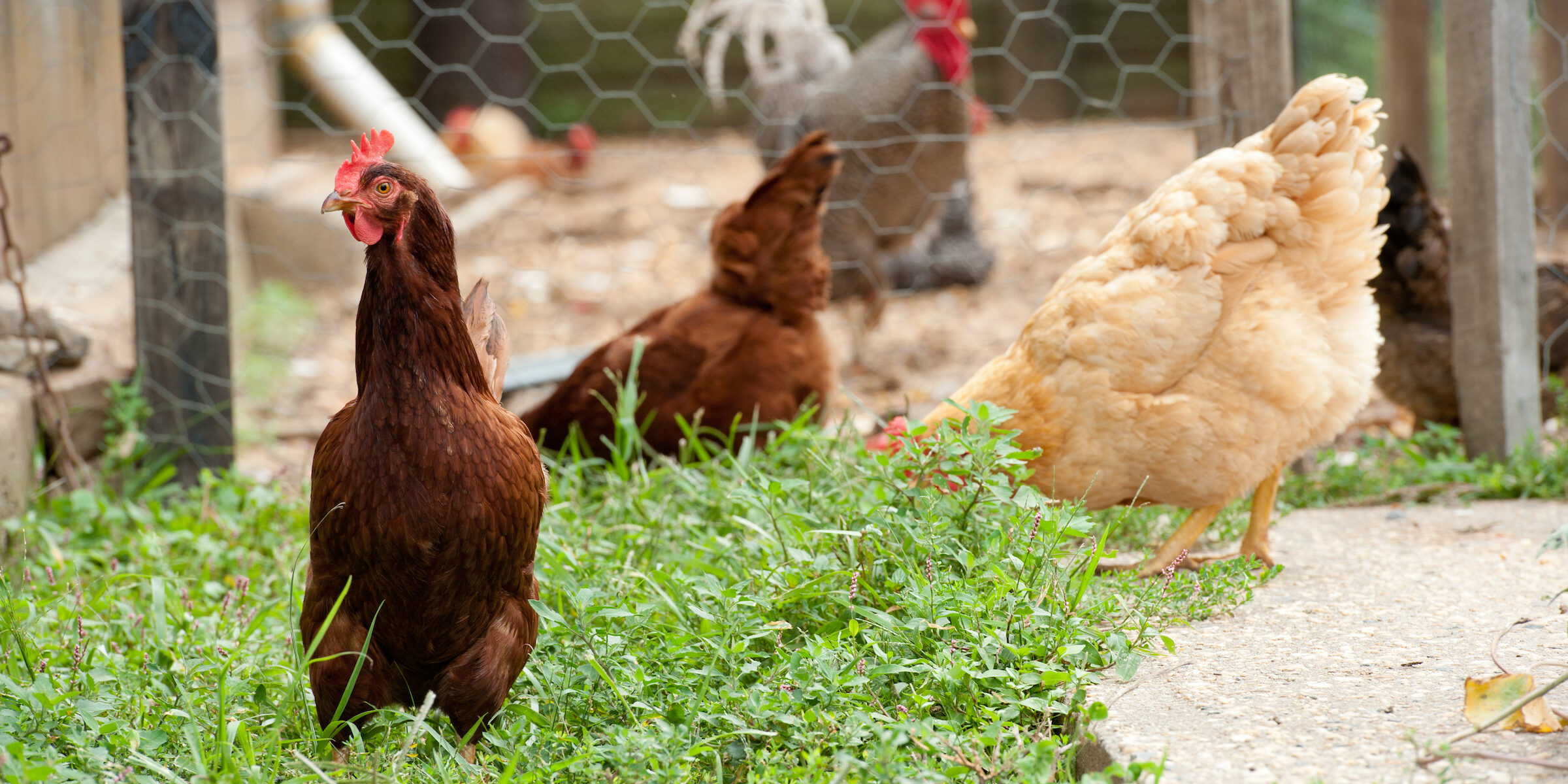 group of chickens