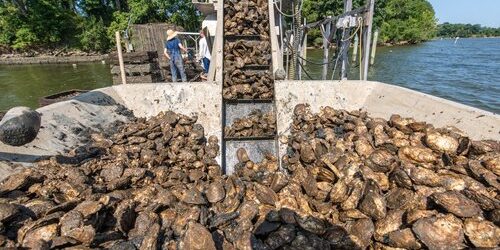 Oysters being harvested and loaded from the water