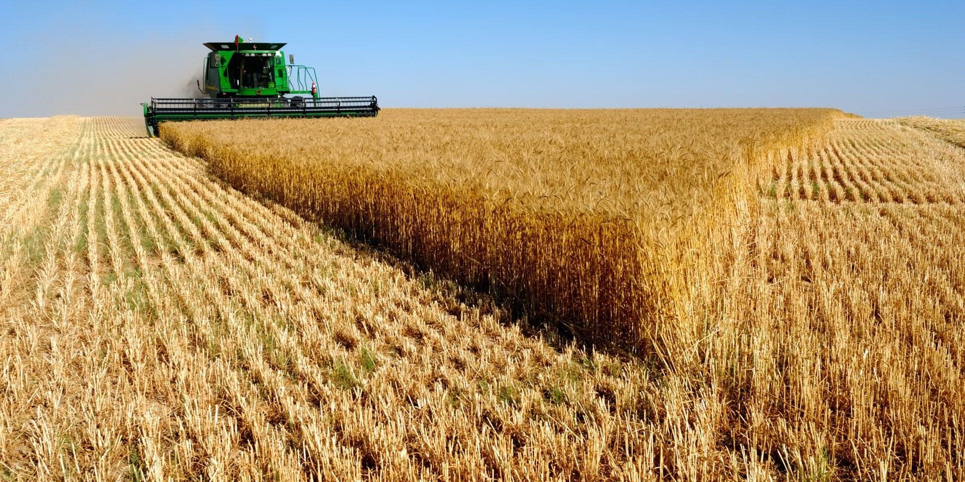 umd grain variety