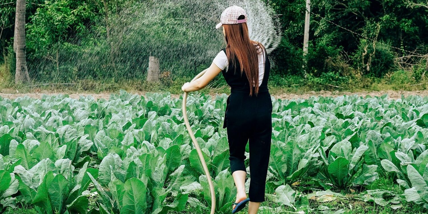 Farmer watering rows of leafy vegetables