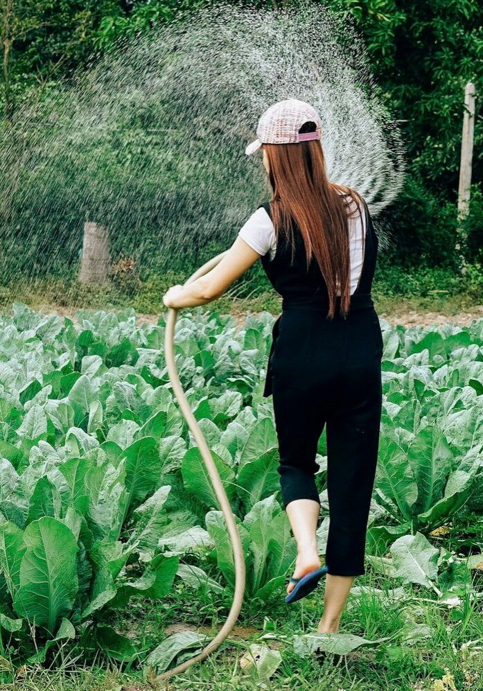 Farmer watering rows of leafy vegetables
